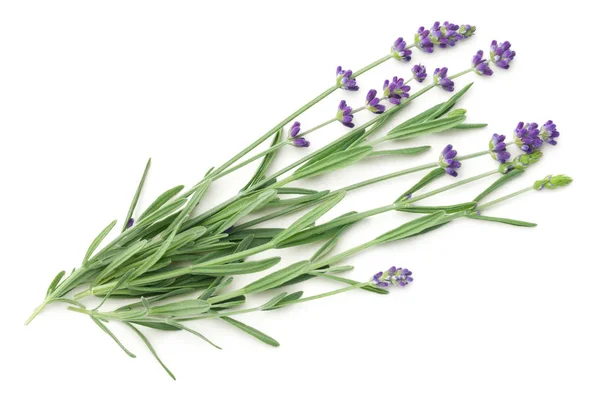 Lavender Flowers Bunch Isolated On White Background