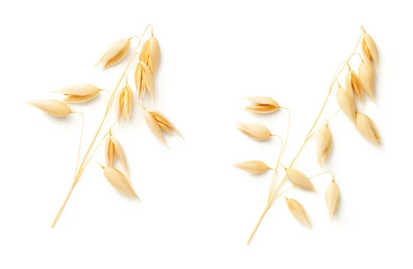 Plantes d'avoine isolées sur fond blanc — Photo