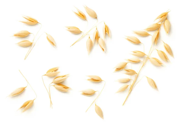 Plantes d'avoine isolées sur fond blanc — Photo