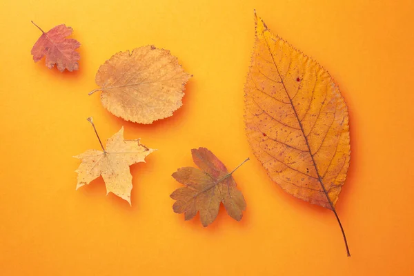 Autumn Leaves Composition Orange Paper Background Top View — Stock Photo, Image