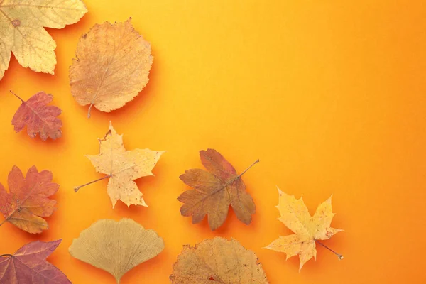 Colored Autumn Leaves Orange Background Copy Space View — Stock Photo, Image
