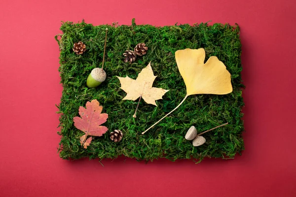 Folhas Outono Cones Bolota Musgo Verde Como Composição Vista Cima — Fotografia de Stock