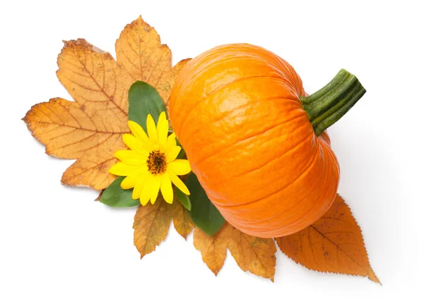 Zucca Arancia Fresca Girasole Foglie Autunnali Composizione Isolata Vista Dall — Foto Stock