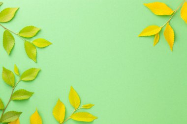 Sarı ve yeşil karaağaç yapraklı çerçeve. Mesaj için boş oda. Üst görünüm