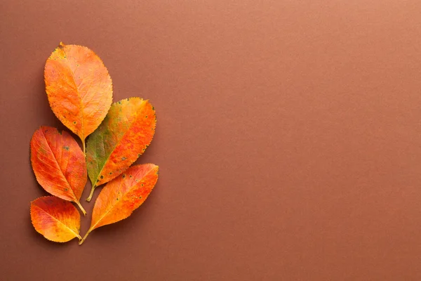 Autumn Minimal Composition Fresh Orange Leaves Empty Space Text Top — Stock Photo, Image