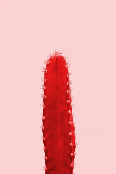 Red Cactus Pink Background Minimal Stillife — Stock Photo, Image