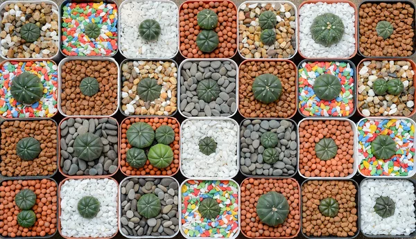 Flat Lay Cactus Plants Pot — Stock Photo, Image