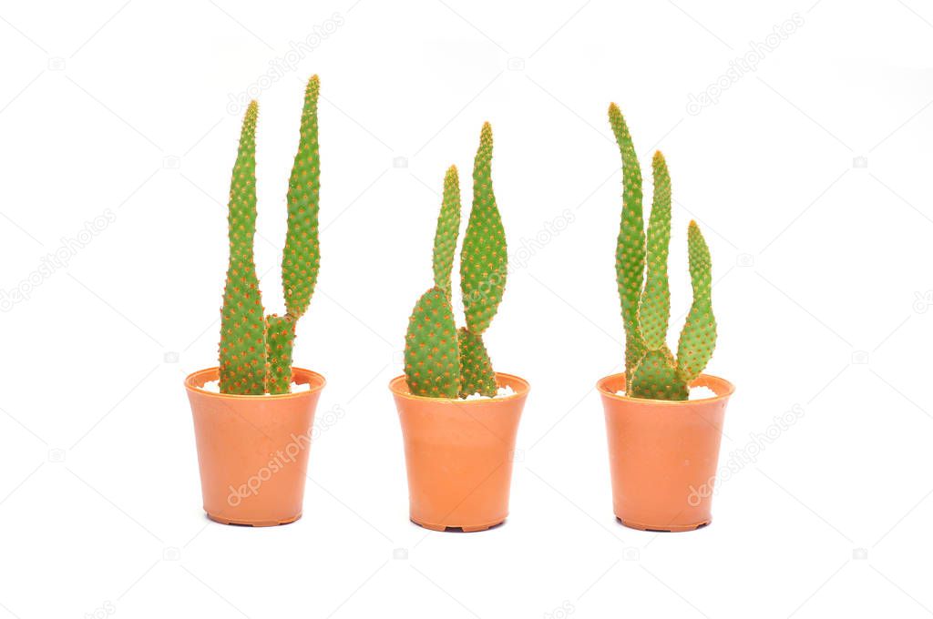 Cactus plants on isolated background.