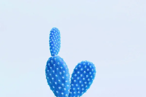 Gros Plan Plante Cactus Bleu Sur Fond Gris Restructuration Minimale — Photo