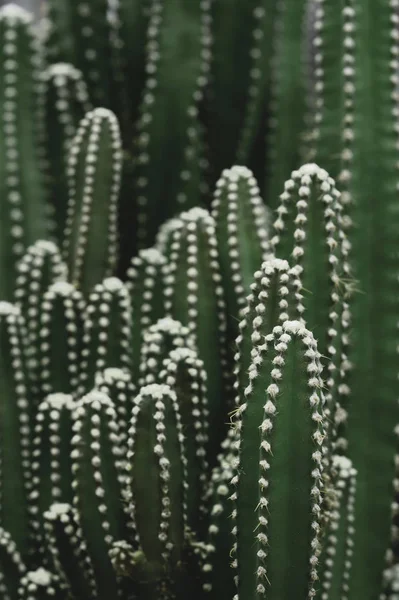 Primer Plano Cactus Olla —  Fotos de Stock