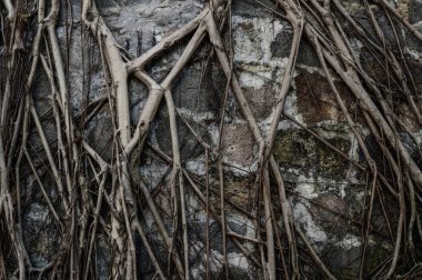 Duvardaki ağaç kökleri.