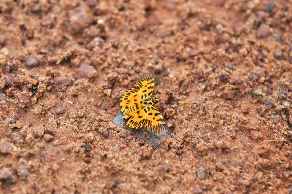 Motyl Zygzak Płaskie Stojący Ziemi Parku Narodowego Pang Sida Sakaeo — Zdjęcie stockowe