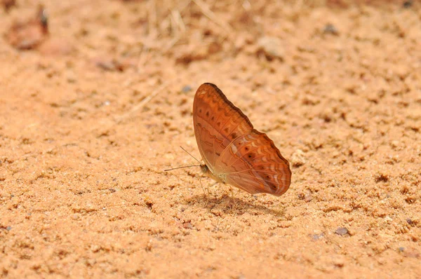 Motyl Stojący Ziemi Ziemia Pang Sida National Park Sakaeo Tajlandia — Zdjęcie stockowe