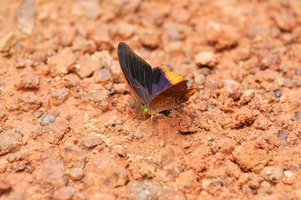 Motyl Stojący Ziemi Ziemia Pang Sida National Park Sakaeo Tajlandia — Zdjęcie stockowe