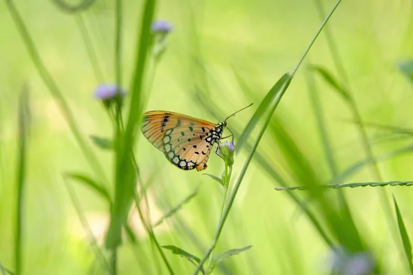Butterfly Clinging Grass — Stock Photo, Image