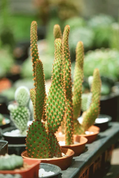 Plantas Cactus Olla —  Fotos de Stock