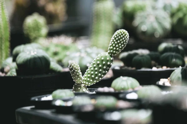 Kaktus Opuntia Microdasys Hrnci — Stock fotografie