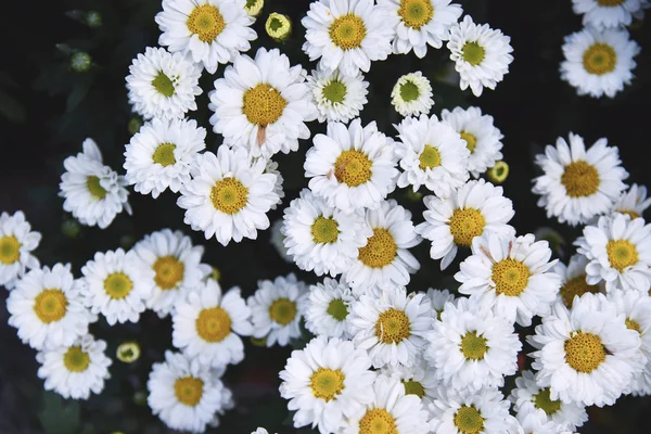 Close Van Bloem Nuttig Als Achtergrond — Stockfoto