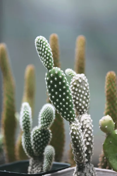 Opuntia Microdasys Cactus Nel Vaso — Foto Stock