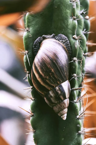 Ślimak Kaktusach Ogrodzie — Zdjęcie stockowe