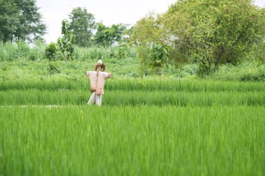 Korkuluk ülkenin Sakaeo il, Tayland.