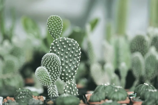 Opuntia Microdasys Cactus Olla —  Fotos de Stock