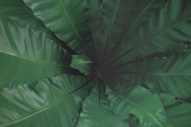 Yeşil yaprakların arkaplanını kapat.