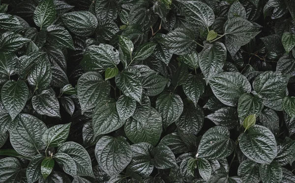 Yeşil yaprakların arkaplanını kapat.