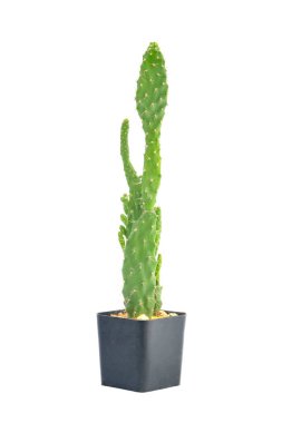 Kaktüs beyaz arkaplanda izole.