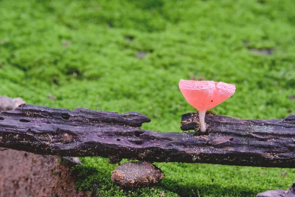 Fungi Cup Champagne Mushroom Old Tree Trunk — Stock Photo, Image