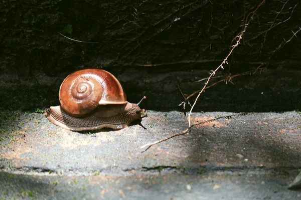 Hnědý Šnek Podlaze — Stock fotografie