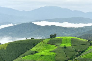 Mae Cham, Chiangmai, Tayland Pa Bong Piang Köyü'nde tepelerde yeşil alanları ile tarım peyzaj.