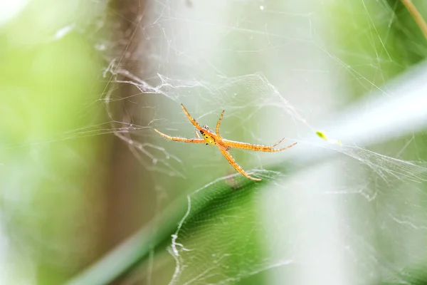 Araña Una Tela Araña —  Fotos de Stock