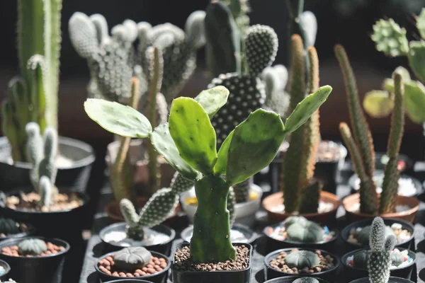 Plantas Cactus Jardín —  Fotos de Stock