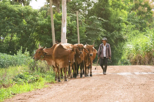 Sakaeo 2018年8月28日 泰国的农夫和母牛 — 图库照片