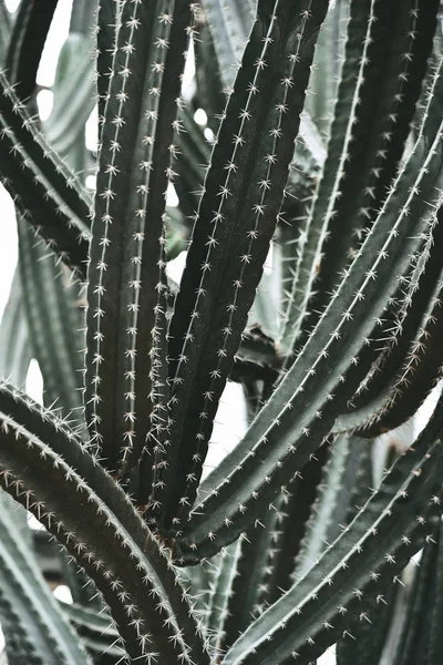 Kaktus Queen Sirikit Ogród Botaniczny Chiangmai Tajlandia Ciemny Odcień — Zdjęcie stockowe