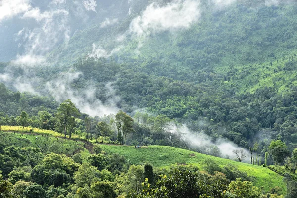 Chiang Mai Tayland Doi Luang Chiang Dao Yürüyüş Trekking Macera — Stok fotoğraf