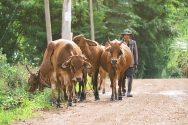 Sakaeo, Tayland - 28 Ağustos 2018: Çiftçi ve Tayland ülkenin inek.
