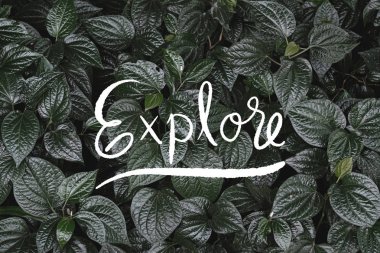 Keşfedin. Yeşil yaprakları zemin üzerine ilham alıntı.