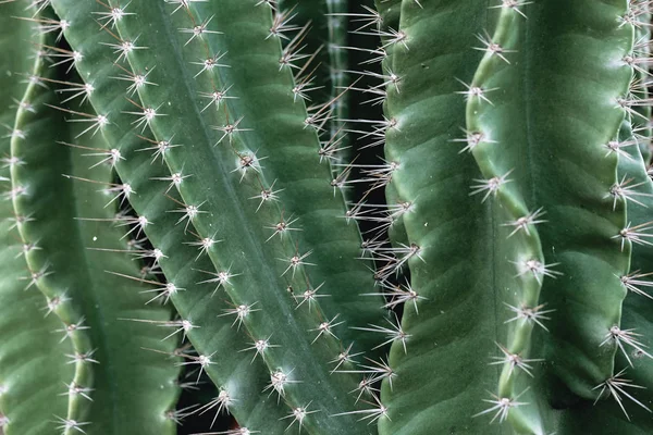 Primo Piano Delle Grandi Piante Cactus — Foto Stock