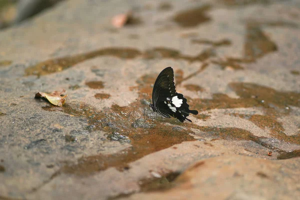 Butterfly Standing Stone Pang Sida National Park Sakaeo Thailand — Stock Photo, Image