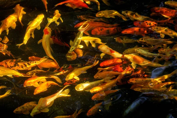 Koi Fish Fancy Carp Fish Swimming Pond — Stock Photo, Image