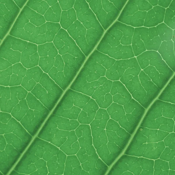 Textura Hoja Verde Para Fondo — Foto de Stock