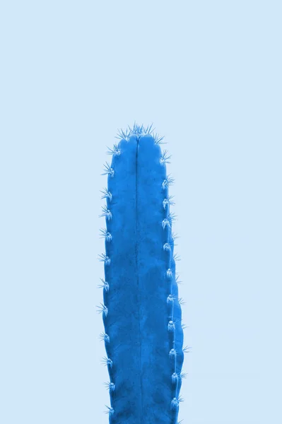 Cactus Blå Bakgrund Minimal Porträtt Creative Ovanliga — Stockfoto