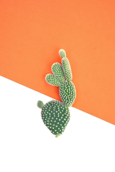 Close Cactus Plant Orange White Background — Stock Photo, Image