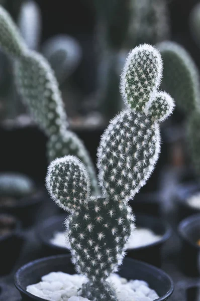 Zbliżenie Kaktus Obiektów Puli — Zdjęcie stockowe