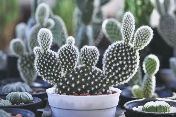 Primer Plano Las Plantas Cactus Maceta —  Fotos de Stock