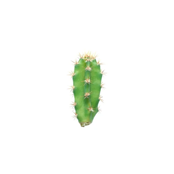Cactus Isolato Sfondo Bianco — Foto Stock