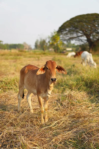 Cows Country Thailand — Stock Photo, Image