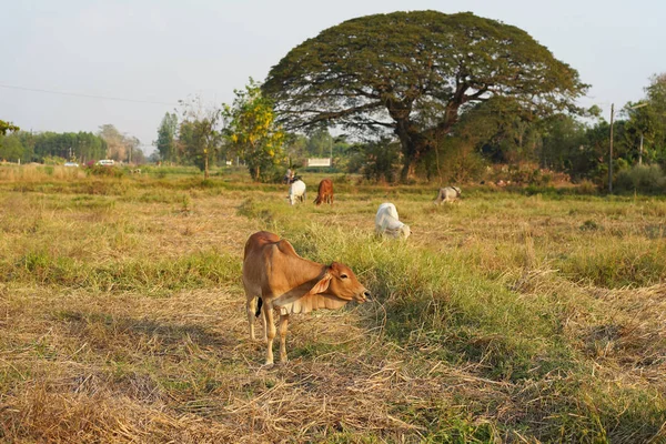 Cows Country Thailand — Stock Photo, Image